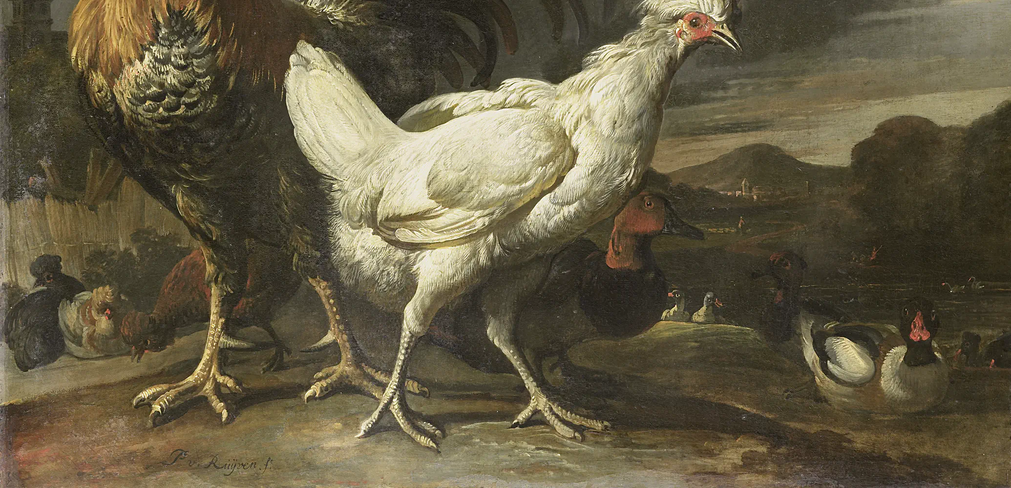 De Hoenders uit het Betere Kippenhok