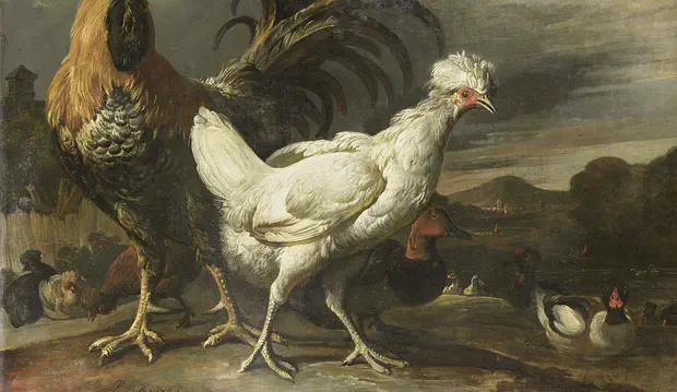 De Hoenders uit het Betere Kippenhok