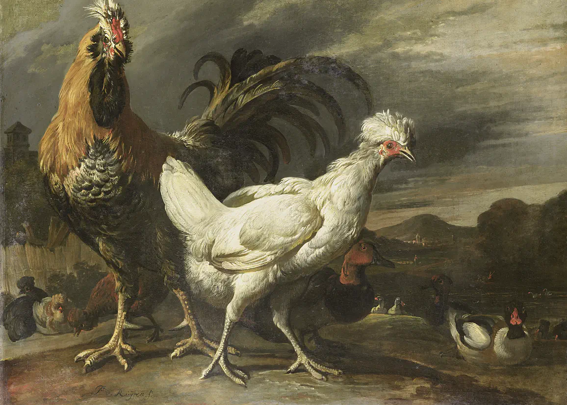 De Hoenders uit het Betere Kippenhok