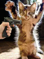 Retweet dit artikel of de kat gaat dood!!!!! 